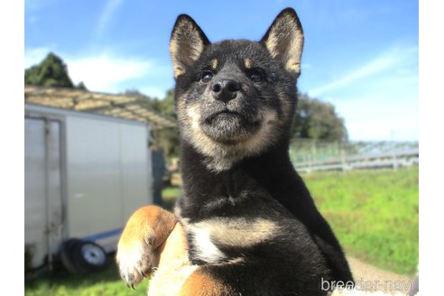 成約済の宮城県の柴犬-346352の3枚目