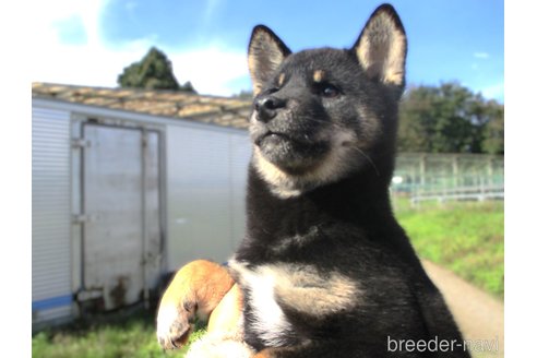 成約済の宮城県の柴犬-346352の2枚目