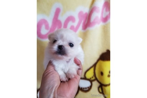 成約済の茨城県のミックス犬-346555の4枚目
