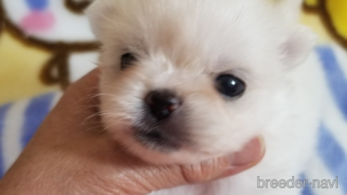 成約済の茨城県のミックス犬-346555の3枚目