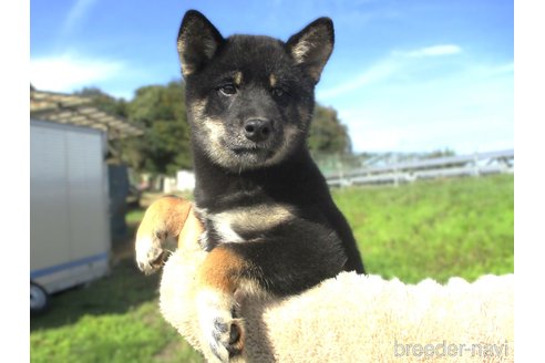 成約済の宮城県の柴犬-346352の1枚目