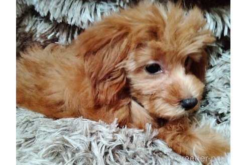 成約済の埼玉県のマルプー:マルチーズ×トイプードル-329840の7枚目