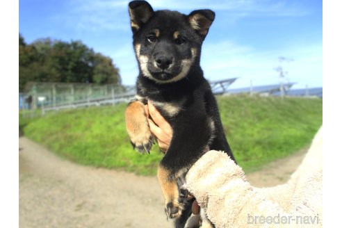 成約済のの柴犬-341598