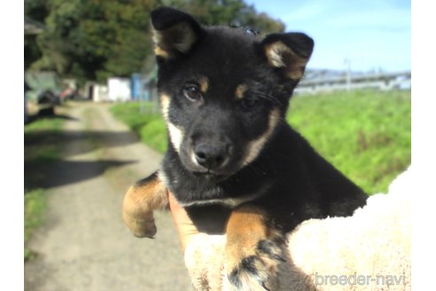 成約済の宮城県の柴犬-341598の5枚目