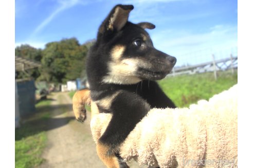 成約済の宮城県の柴犬-341598の4枚目