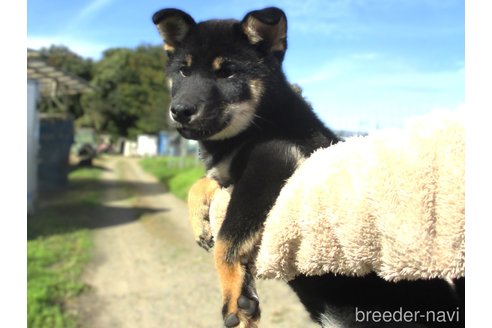 成約済の宮城県の柴犬-341598の3枚目