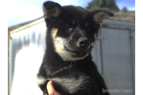 成約済の宮城県の柴犬-341598の2枚目