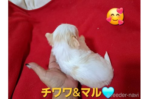 成約済の広島県のチワマル:チワワ×マルチーズ-346564の3枚目