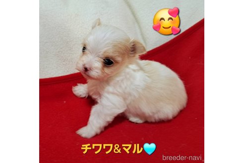 成約済の広島県のチワマル:チワワ×マルチーズ-346564の2枚目