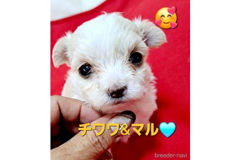 成約済の広島県のチワマル:チワワ×マルチーズ-346564の1枚目