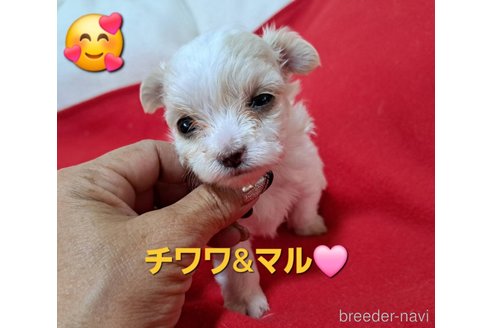 成約済の広島県のチワマル:チワワ×マルチーズ-346565の1枚目