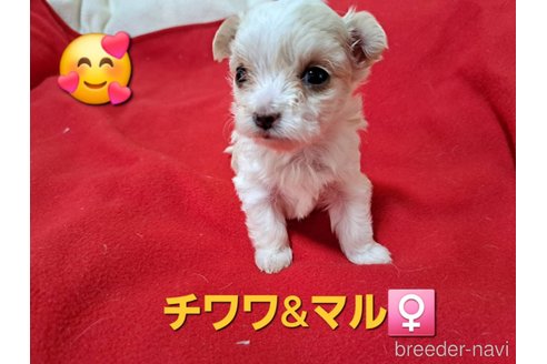 成約済の広島県のチワマル:チワワ×マルチーズ-346565の3枚目