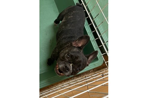 成約済の千葉県のフレンチブルドッグ-247755の3枚目