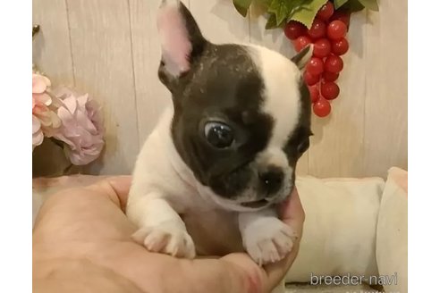 成約済の愛知県のフレンチブルドッグ-342297の13枚目