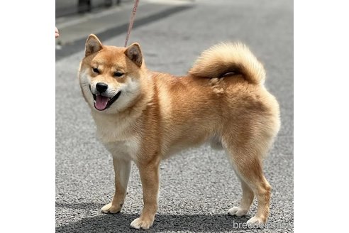 成約済の愛知県の柴犬-346592の5枚目