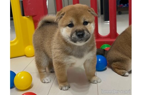 成約済の愛知県の柴犬-346592の6枚目