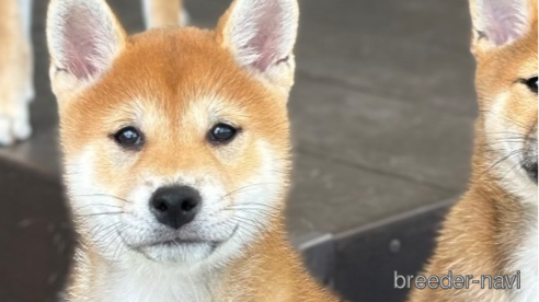 成約済の愛知県の柴犬-346592の7枚目