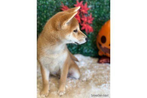 成約済の愛知県の柴犬-346592の8枚目
