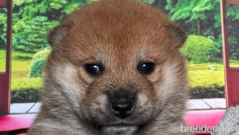 成約済の愛知県の柴犬-346592の9枚目