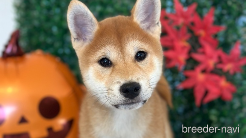 成約済の愛知県の柴犬-346592の3枚目