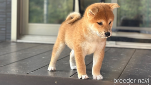 成約済の愛知県の柴犬-346592の4枚目