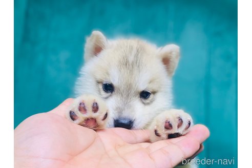 成約済の茨城県のシベリアンハスキー-346612の4枚目