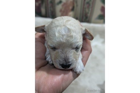成約済の三重県のミックス犬-346614の5枚目