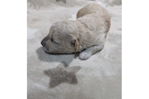 成約済の三重県のミックス犬-346614の6枚目
