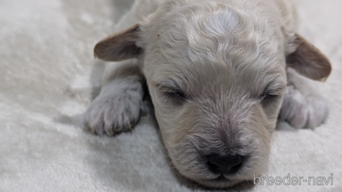 成約済の三重県のミックス犬-346614の4枚目
