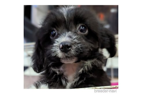 商談中の静岡県のミックス犬-343202の2枚目