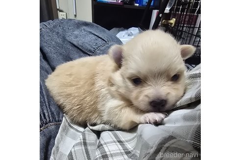 成約済の岡山県のポメラニアン-346640の17枚目