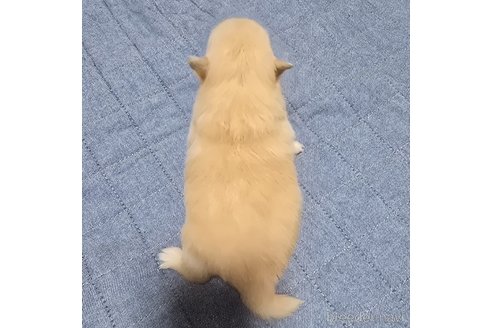 成約済の岡山県のポメラニアン-346640の15枚目