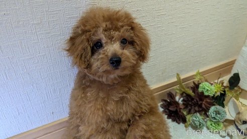 成約済の広島県のタイニープードル-325925の9枚目