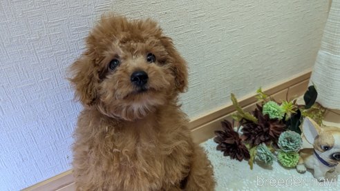 成約済の広島県のタイニープードル-325925の7枚目