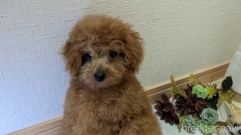 成約済の広島県のタイニープードル-325925の8枚目
