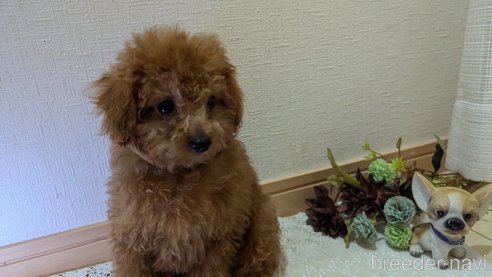 成約済の広島県のタイニープードル-325925の4枚目