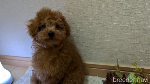 成約済の広島県のタイニープードル-325925の5枚目