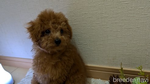 成約済の広島県のタイニープードル-325925の6枚目