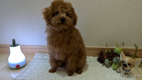 成約済の広島県のタイニープードル-325925の3枚目
