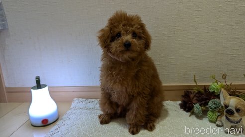 成約済の広島県のタイニープードル-325925の2枚目