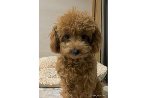 成約済の香川県のタイニープードル-313010の4枚目