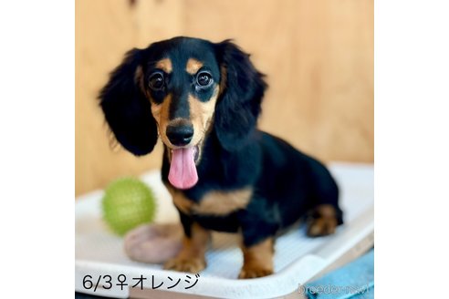 成約済の埼玉県のミニチュアダックスフンド(ロングヘアード)-346655の4枚目