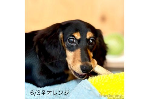 成約済の埼玉県のミニチュアダックスフンド(ロングヘアード)-346655の3枚目