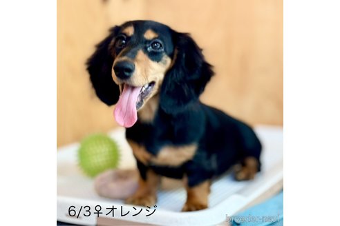 成約済の埼玉県のミニチュアダックスフンド(ロングヘアード)-346655の6枚目