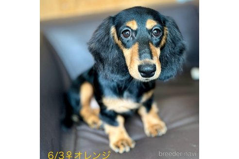 成約済の埼玉県のミニチュアダックスフンド(ロングヘアード)-346655の7枚目