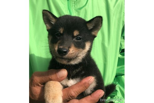 成約済の愛知県の柴犬-346677の5枚目