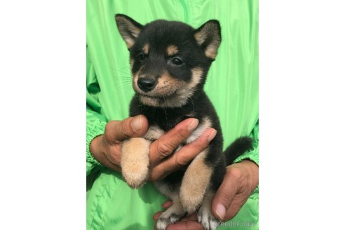 成約済の愛知県の柴犬-346677の6枚目