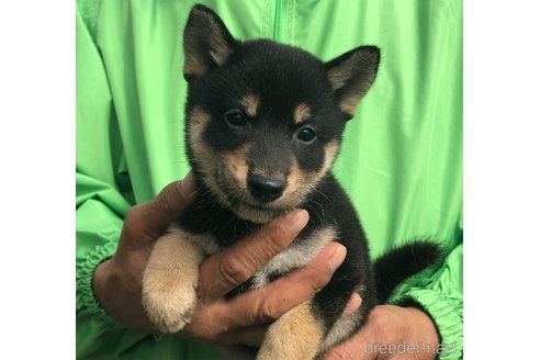 成約済の愛知県の柴犬-346677の2枚目