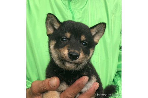 成約済の愛知県の柴犬-346677の4枚目