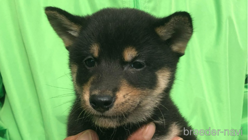 成約済の愛知県の柴犬-346677の1枚目